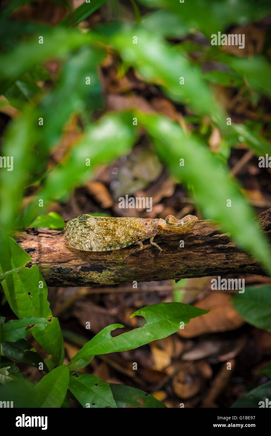 Francia, Guyana Guyana Francese Parco amazzonico, area cardiaca, Mount Itoupe, durante la stagione delle piogge, planthopper (cacahuette fly - Fulgoridae) sulla lettiera del sottobosco Foto Stock