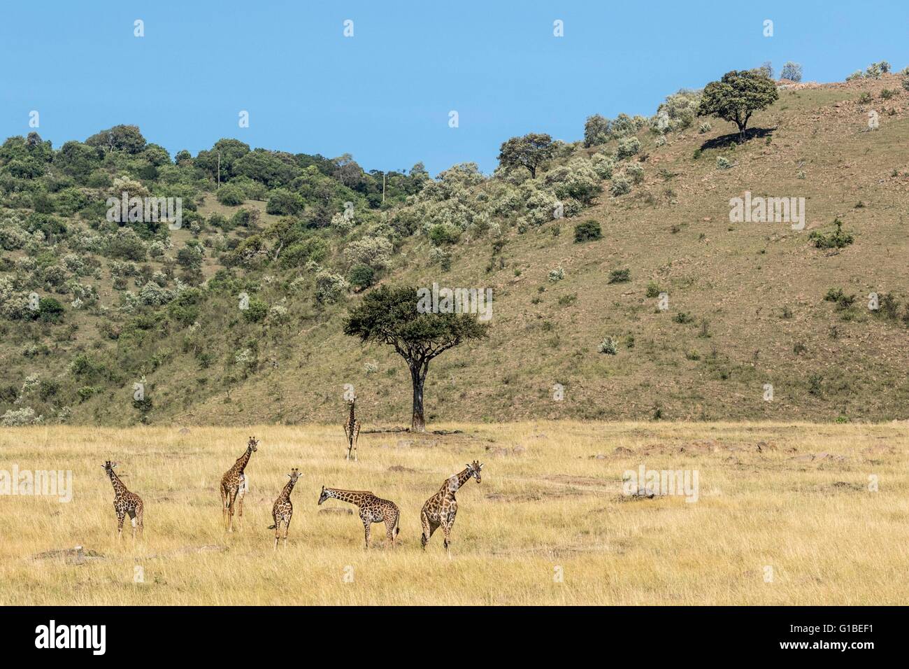 Kenya, Masai-Mara Game Reserve, Girafe masai (Giraffa camelopardalis), gruppo nella stagione secca Foto Stock