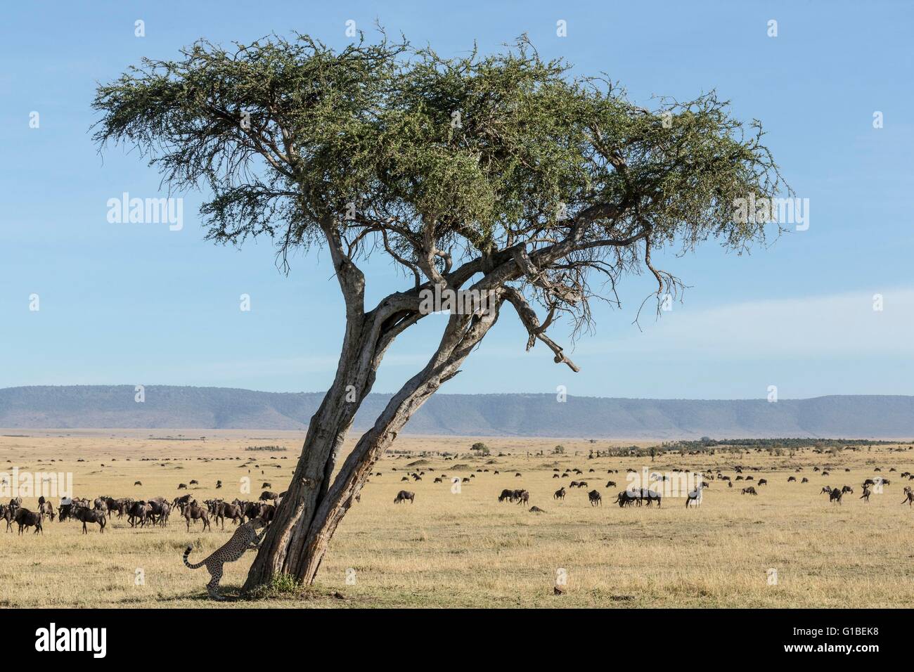 Kenya, Masai-Mara Game Reserve, ghepardo (Acinonyx jubatus), i maschi in atterraggio a palloncino e GNU Foto Stock