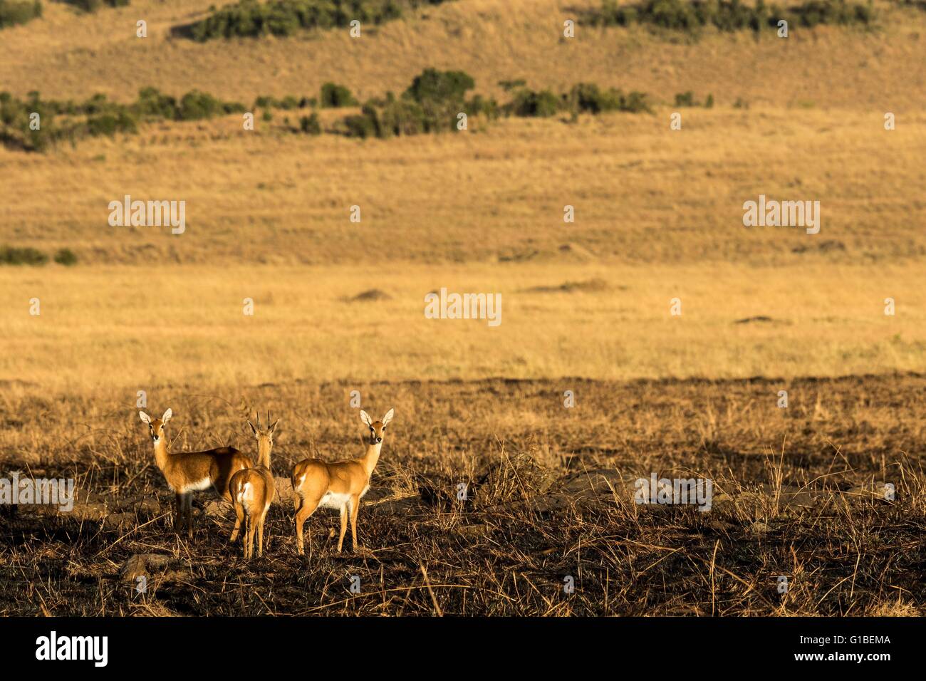 Kenya, Masai-Mara Game Reserve (oribi Ourebia ourebi) Foto Stock