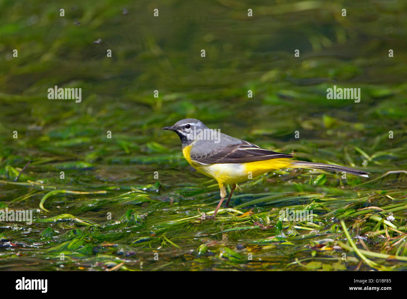 Grigio maschio Wagtail Motacilla cinerea sul fiume Bure Aylsham Norfolk Foto Stock