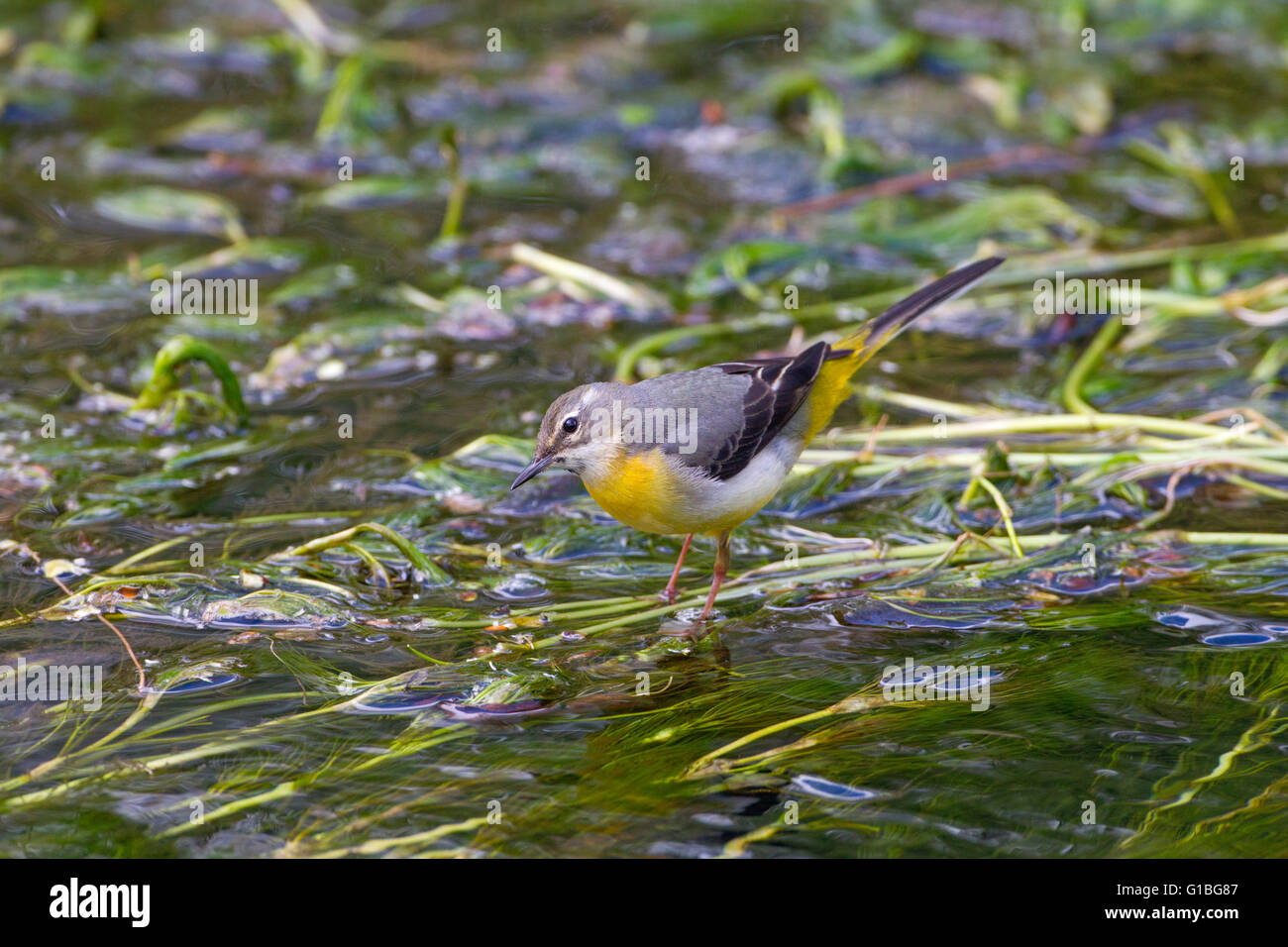 Grigio femmina Wagtail Motacilla cinerea sul fiume Bure Aylsham Norfolk Foto Stock