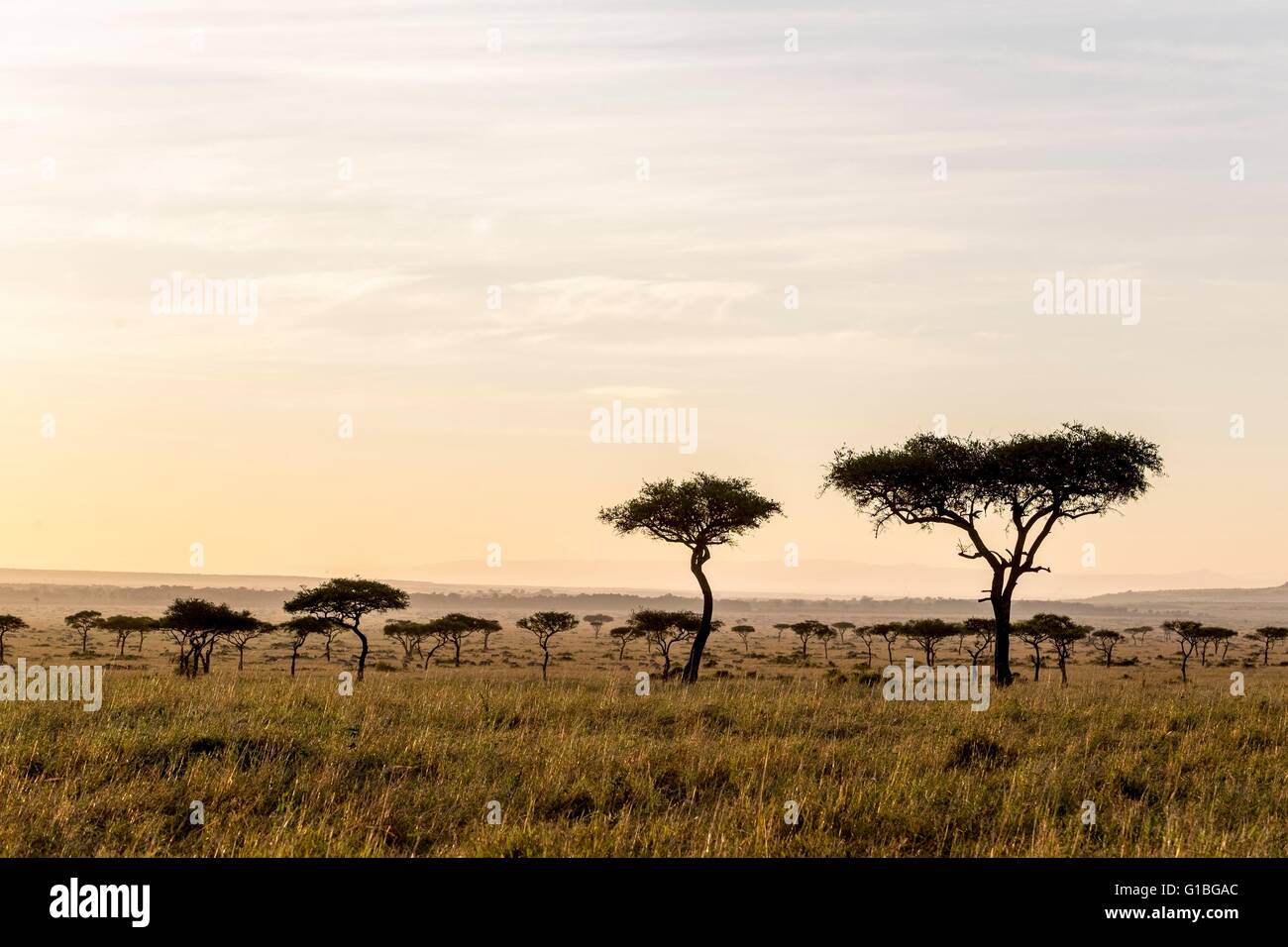 Kenya, Masai-Mara Game Reserve, la pianura nella stagione secca, di sunrise Foto Stock