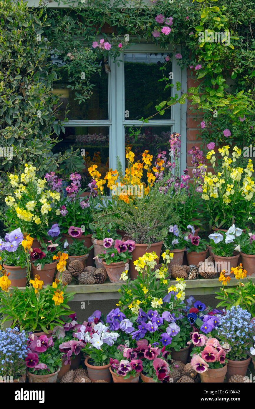 Fiore di primavera display con fiori di parete pansies e dimenticare-me-Middlesbrough Foto Stock