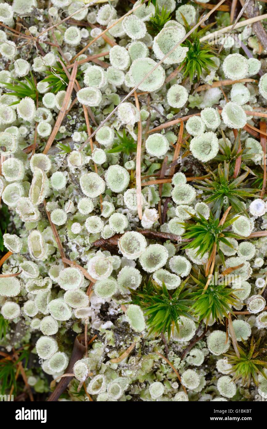 Pixie Cup Lichen, Cladonia coccifera, Wales, Regno Unito. Foto Stock