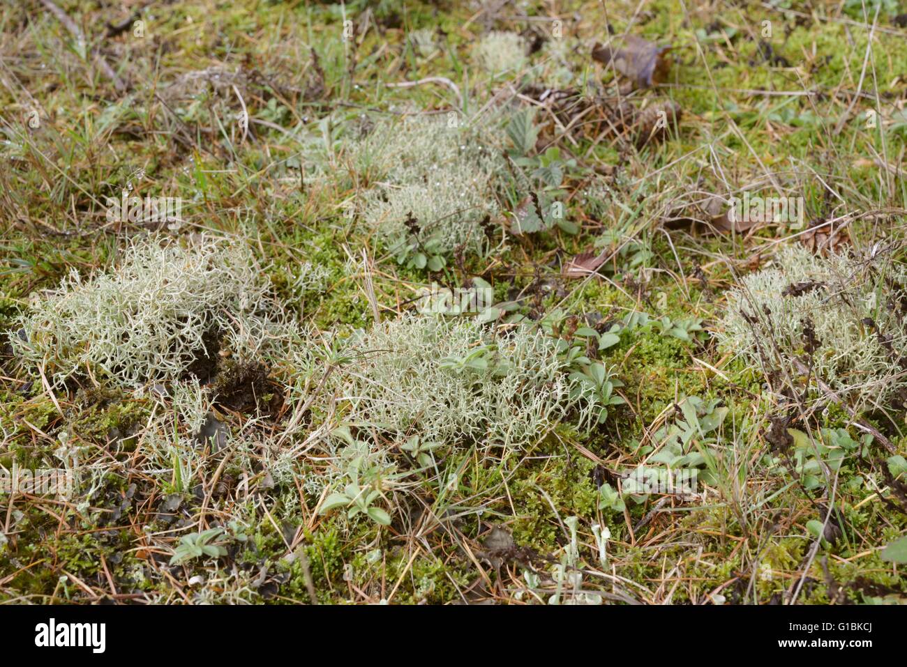 Licheni delle renne, Cladonia rangiferina, con coppe Pixie e cane Lichen, Wales, Regno Unito Foto Stock