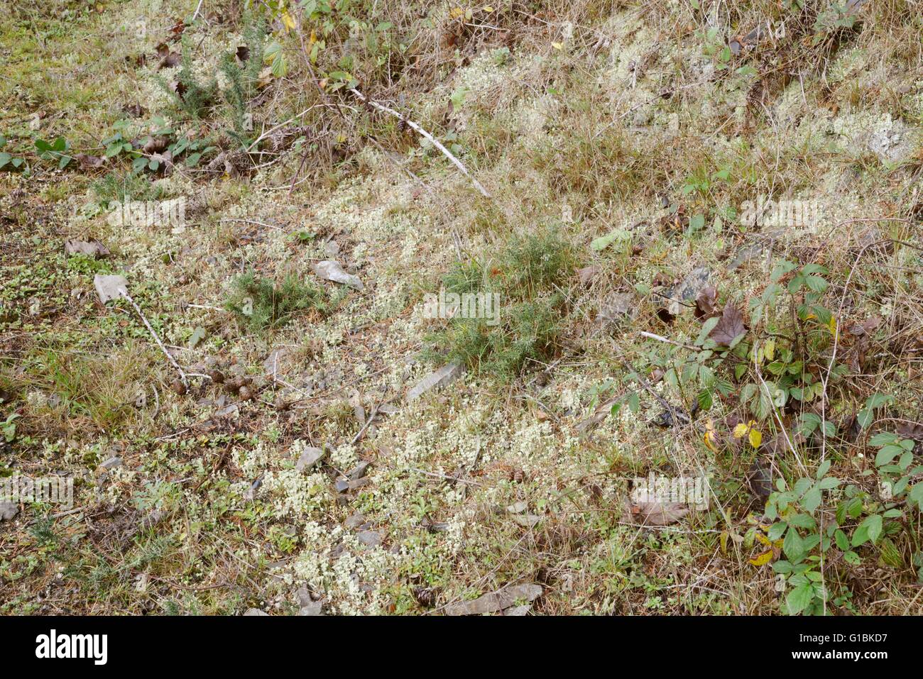 Una grande area coperta dalla coppa Pixie Lichen, Cladonia coccifera, Wales, Regno Unito. Foto Stock