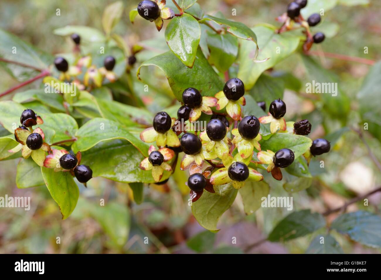 Hypericum androsaemum, Tutsan pianta con frutti di bosco, Wales, Regno Unito. Foto Stock