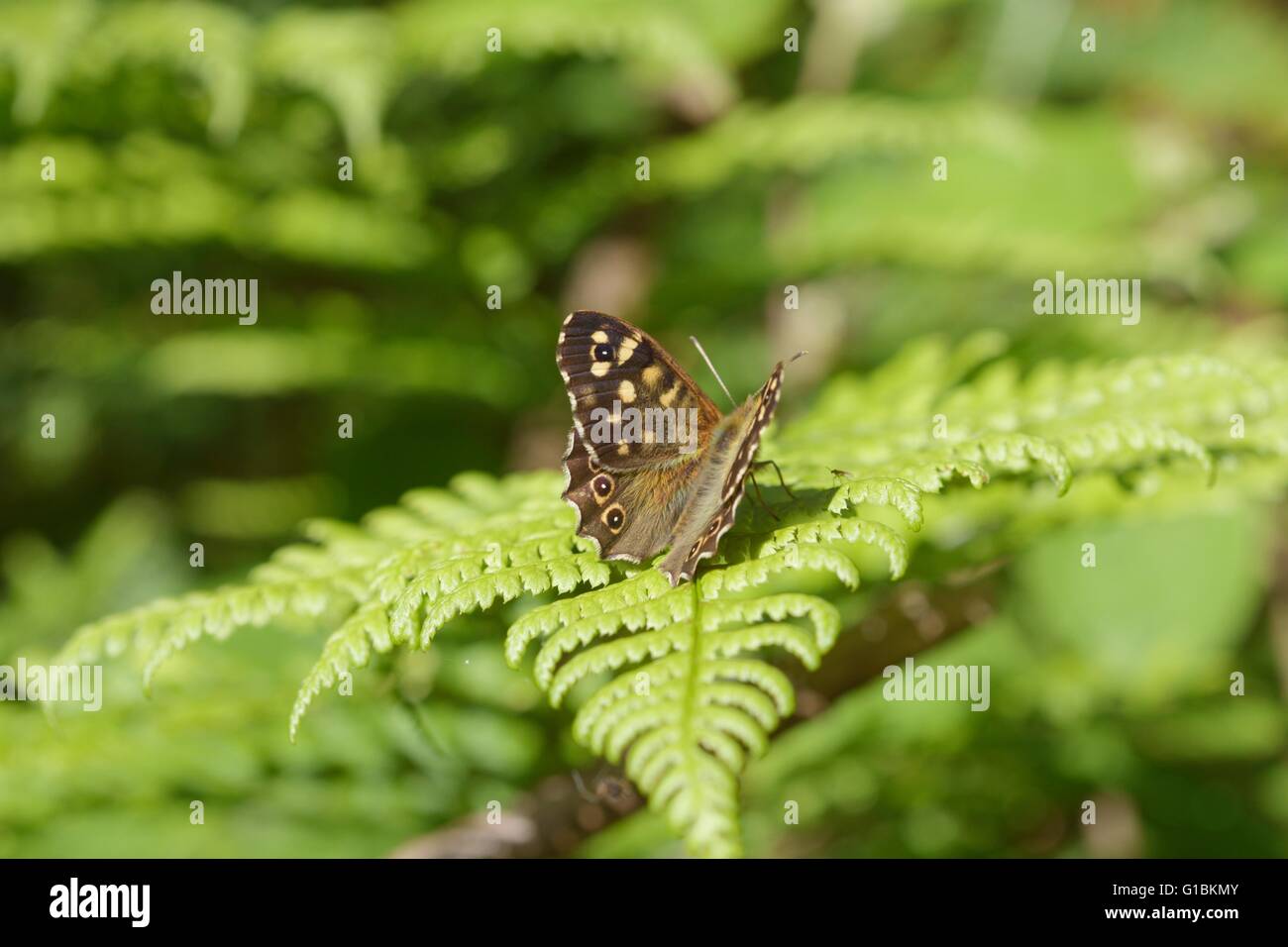 Chiazzato legno butterfly, Pararge aegeria, crogiolarsi al sole su una foglia di felce, Wales, Regno Unito. Foto Stock