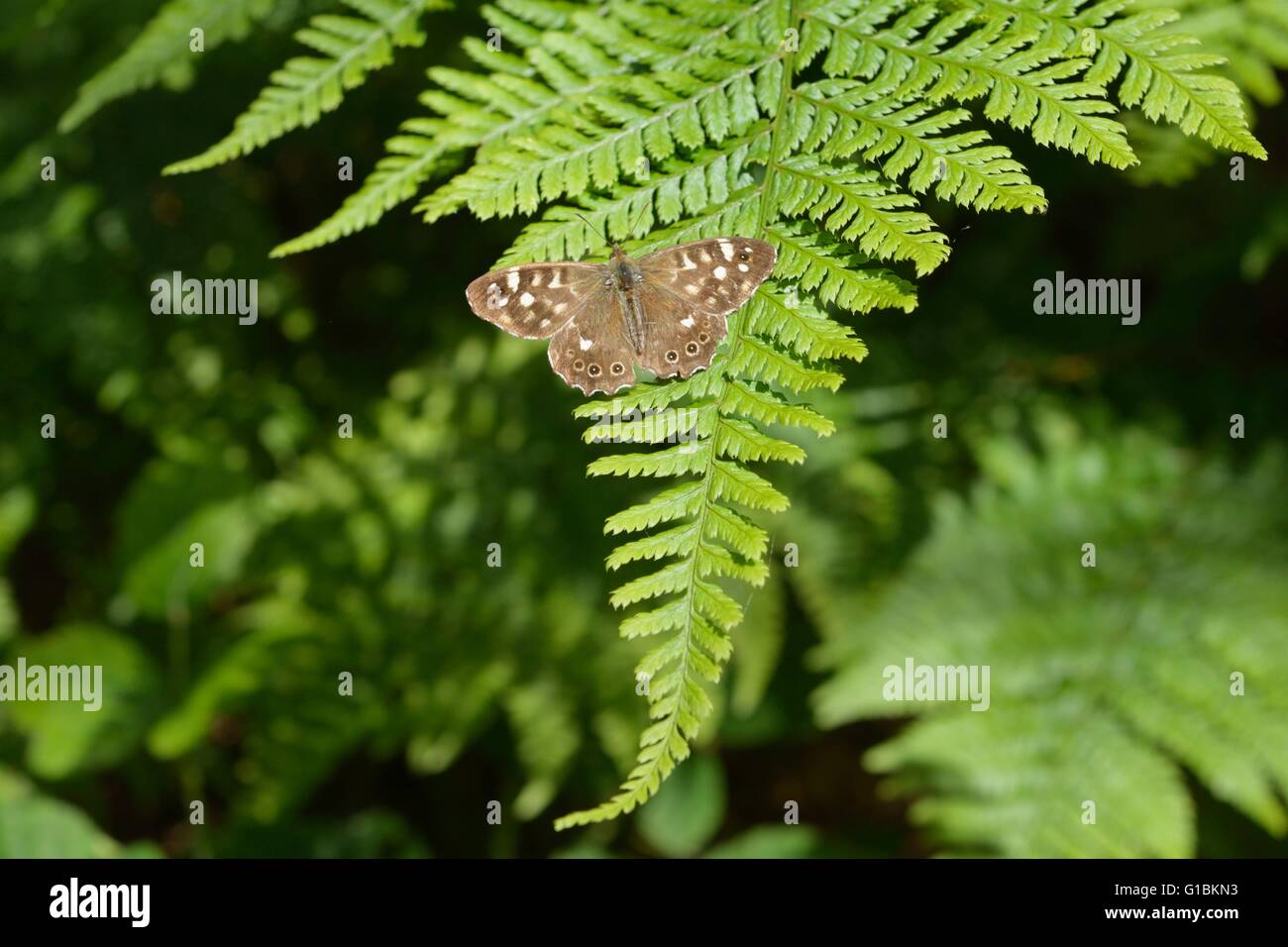 Chiazzato legno butterfly, Pararge aegeria, crogiolarsi al sole su una foglia di felce, Wales, Regno Unito. Foto Stock