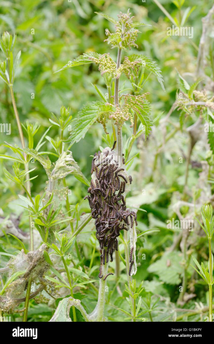 I bruchi di farfalla pavone, Inachis io su foodplant ortica, Urtica dioica con nastri di vivaio, Wales, Regno Unito Foto Stock