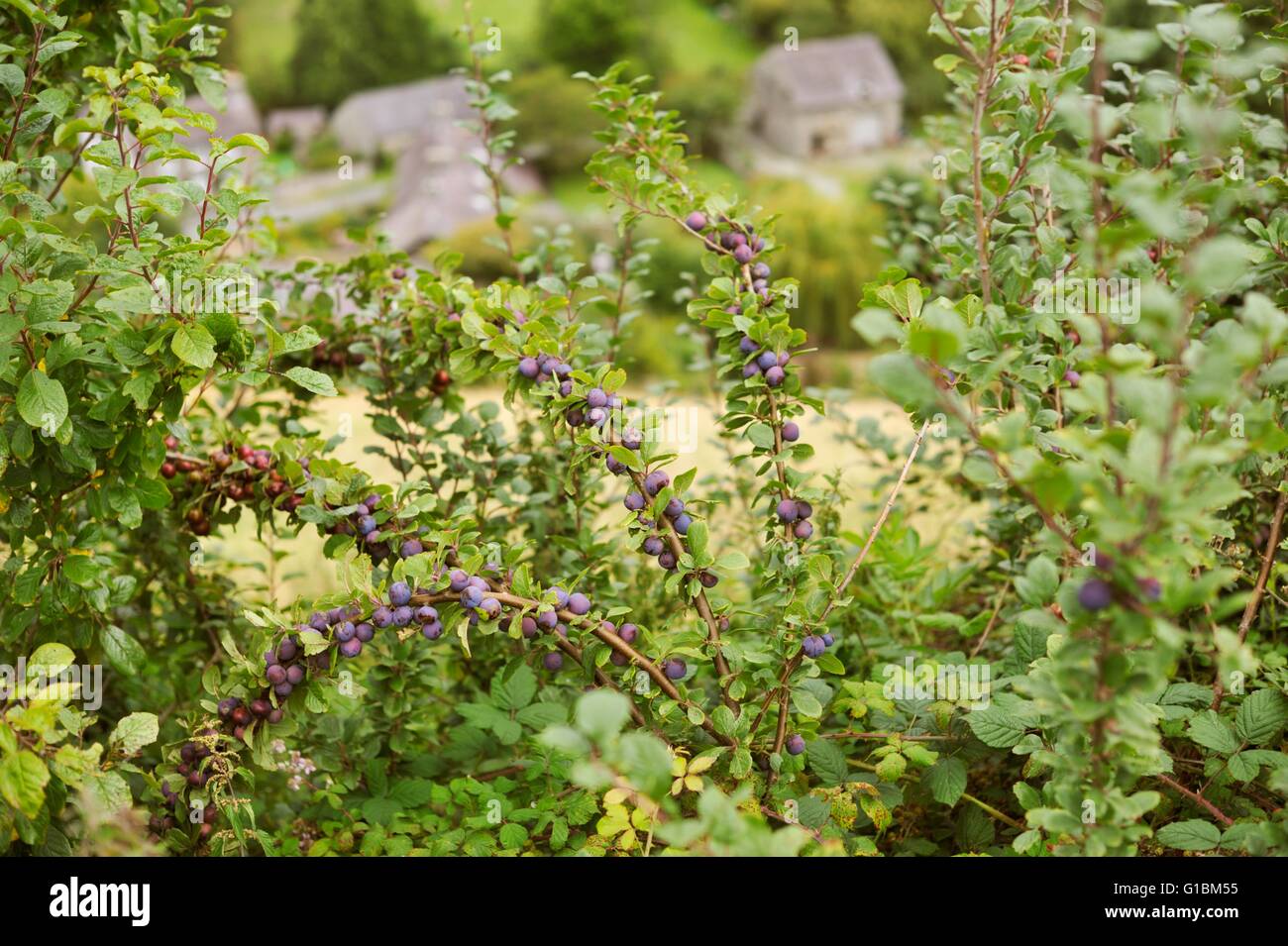 Wild Damsons Prunus domestica subsp. insititia in una siepe, Wales, Regno Unito Foto Stock