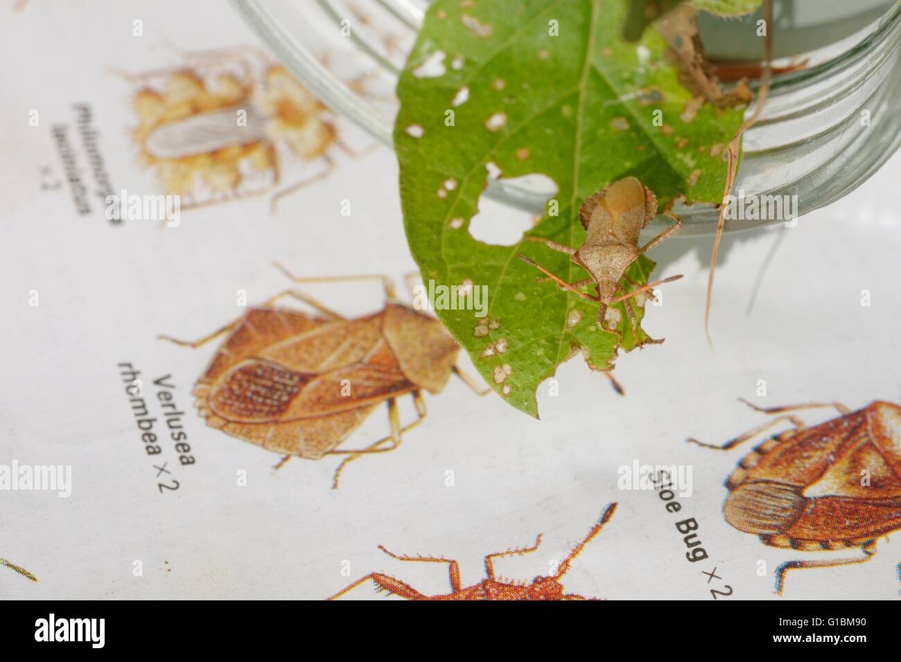 Identificazione di un Heteropteran bug da parte di una guida di campo, Wales, Regno Unito. Foto Stock
