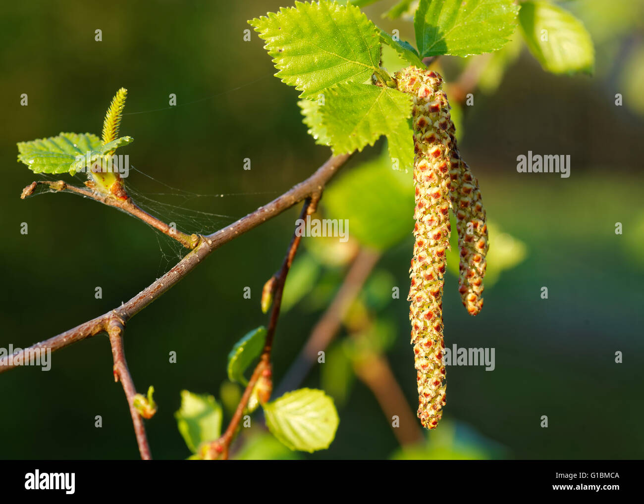 Monoica fiori di betulla: femmina e maschio amenti di fiori Foto Stock