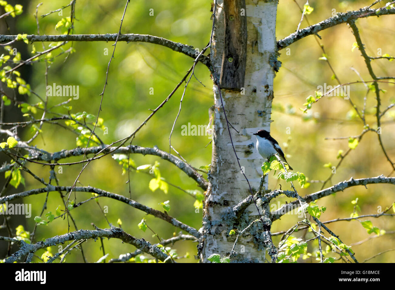 Unione pied flycatcher (Ficedula hypoleuca), un piccolo uccello passerine nel Vecchio Mondo flycatcher famiglia. Foto Stock