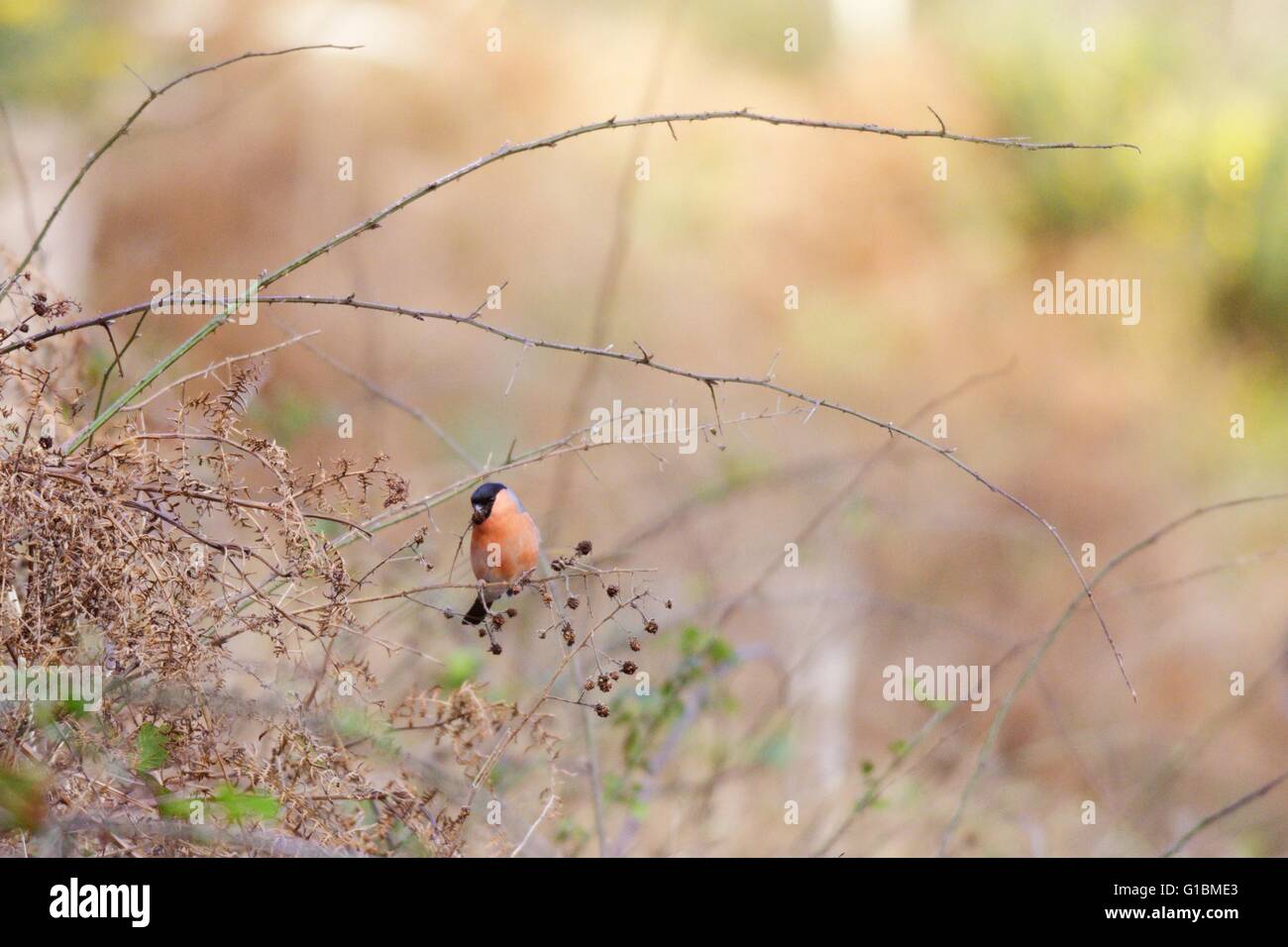 Bullfinch maschio, Pyrrhula pyrrhula, alimentando il rovo o Blackberry semi in inverno, Wales, Regno Unito. Foto Stock