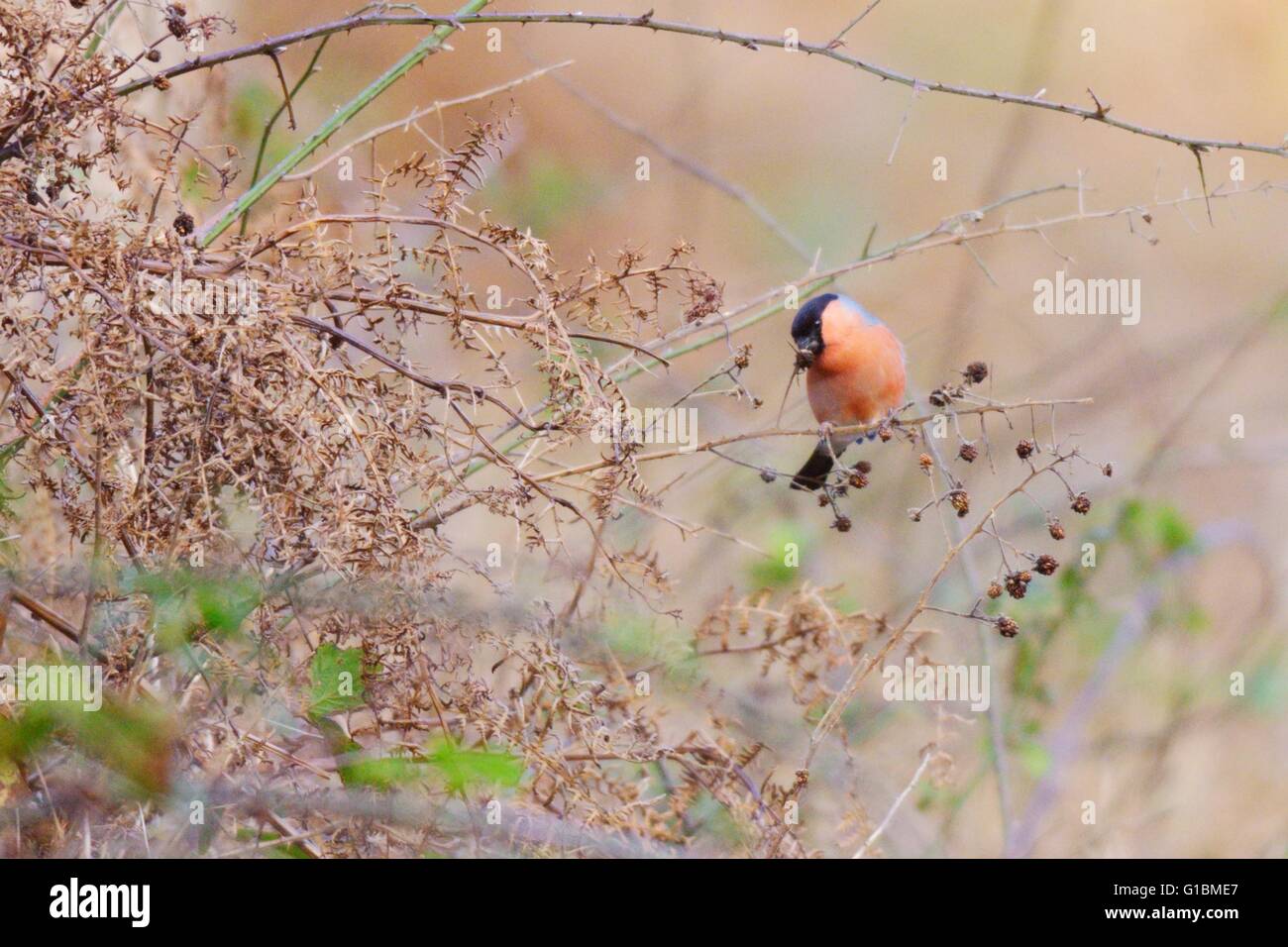 Bullfinch maschio, Pyrrrrrrrrrrrrrrrrrrhula, alimentazione su Bramble o semi di BlackBerry in inverno, Galles, Regno Unito Foto Stock