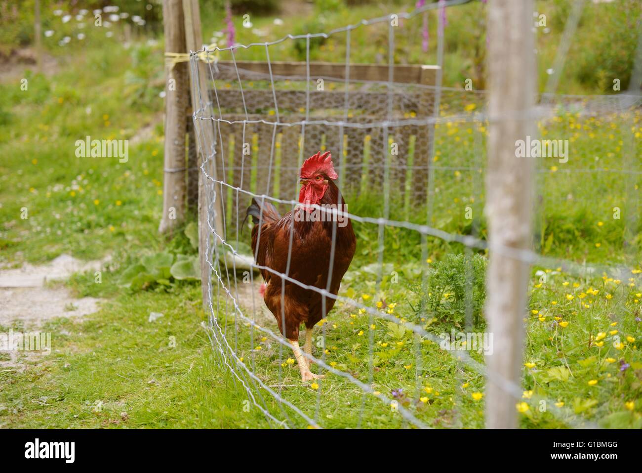 Di pura razza Rhode Island Red Rooster, Wales, Regno Unito Foto Stock