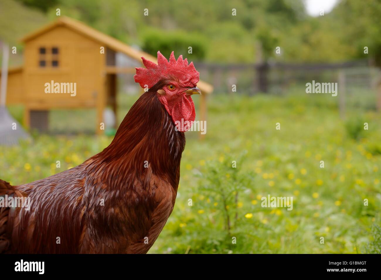 Di pura razza Rhode Island Red Rooster, Wales, Regno Unito Foto Stock