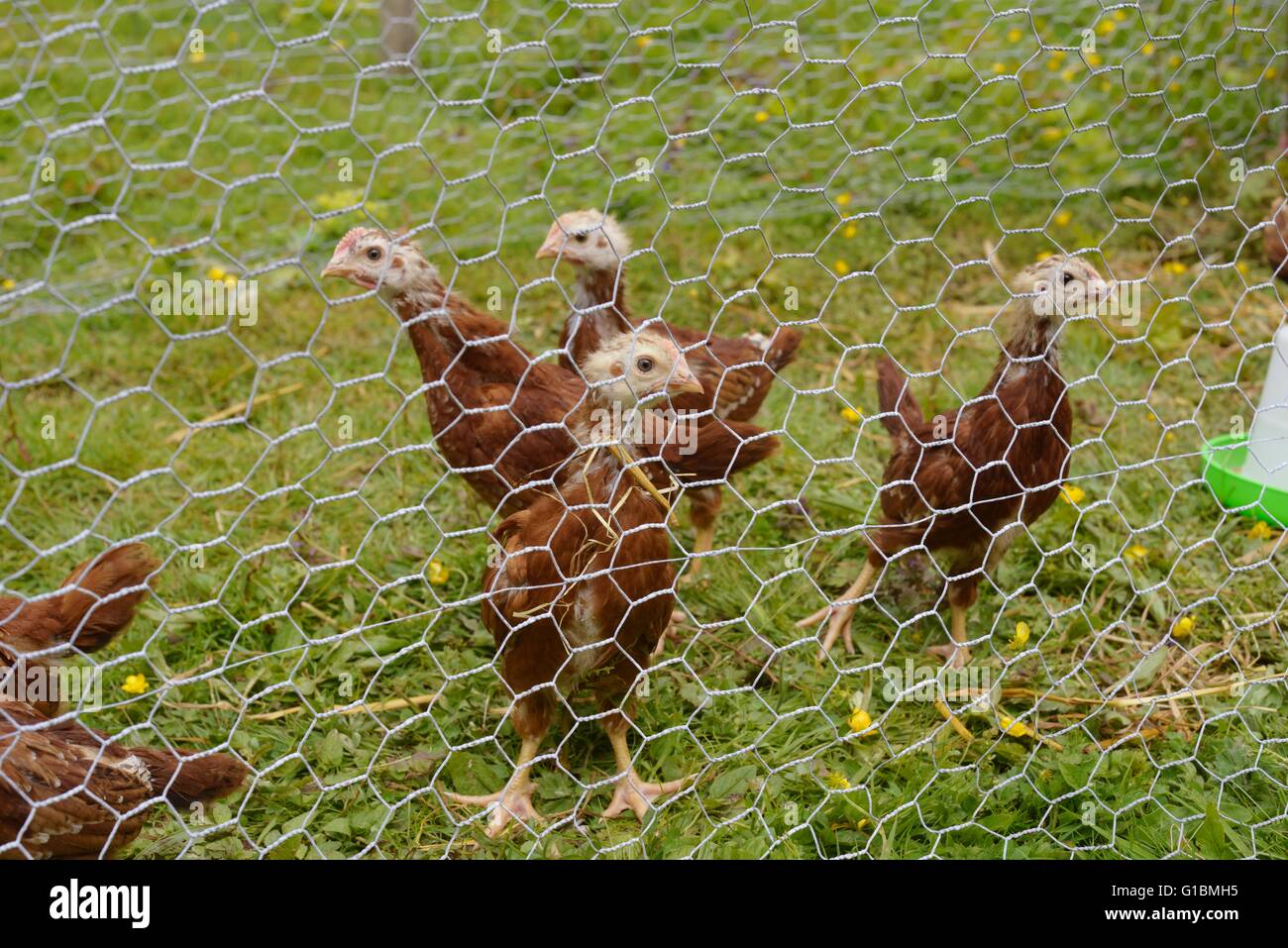 I giovani, di pura razza Rhode Island red polli Foto Stock