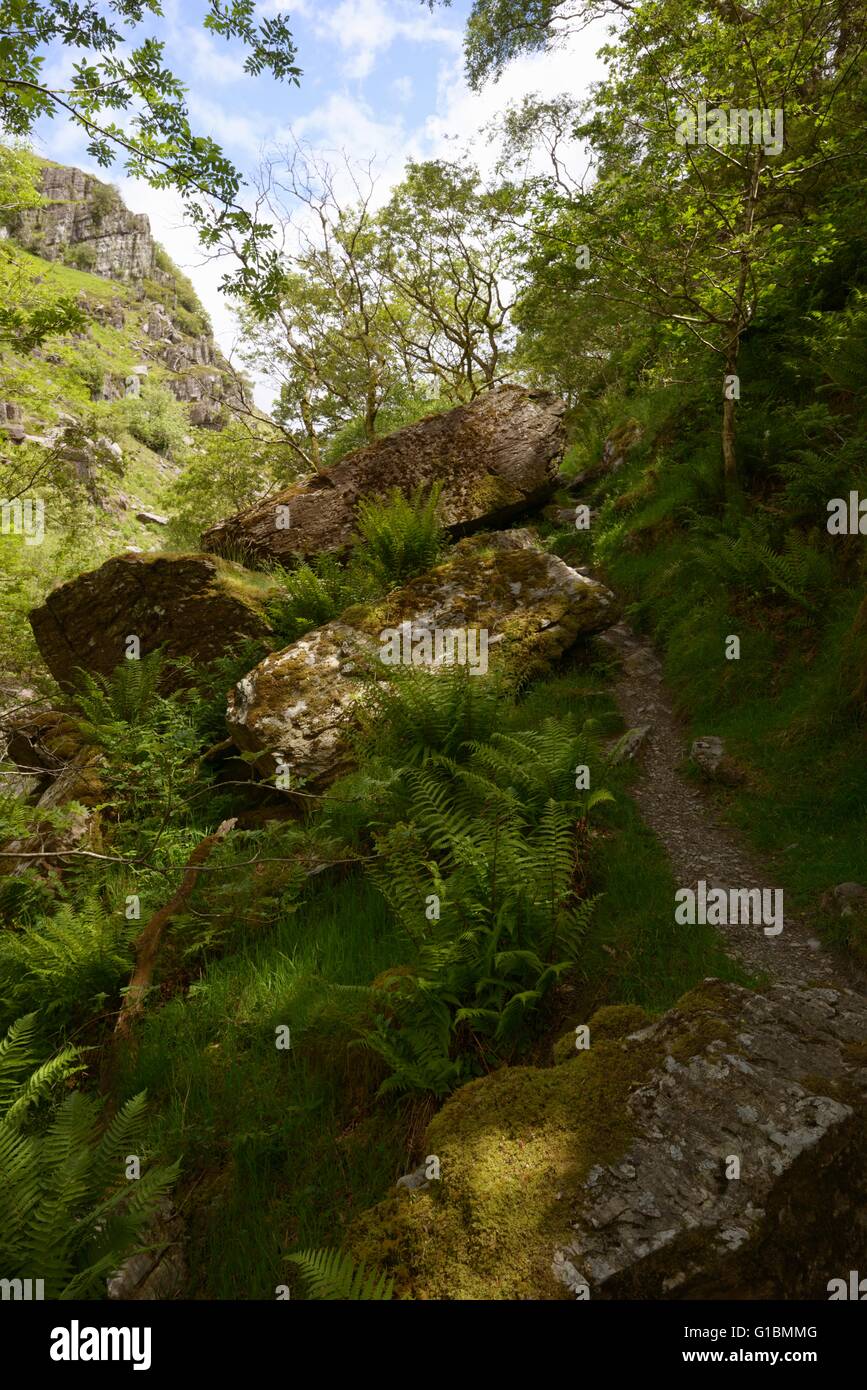Un sentiero roccioso a Dinas RSPB riserva, Wales, Regno Unito Foto Stock