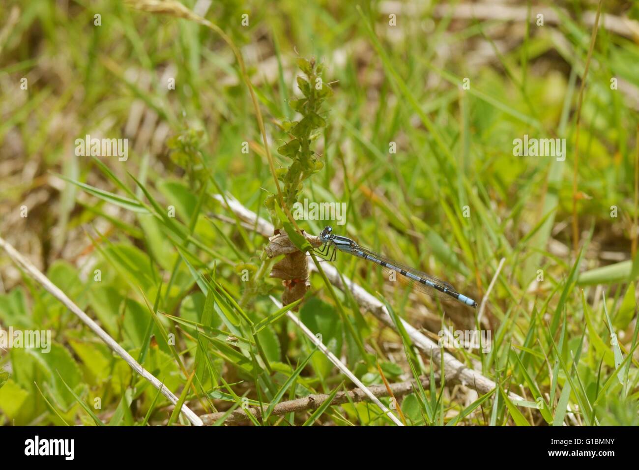 Coenagrion puella maschio damselfly Azure, Wales, Regno Unito Foto Stock