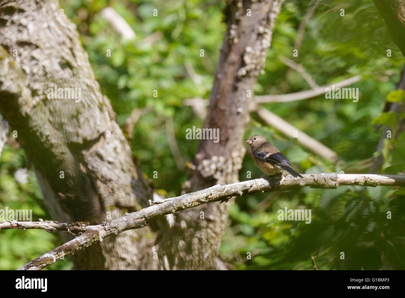 I capretti Bullfinch, Pyrrhula pyrrhula, Wales, Regno Unito Foto Stock