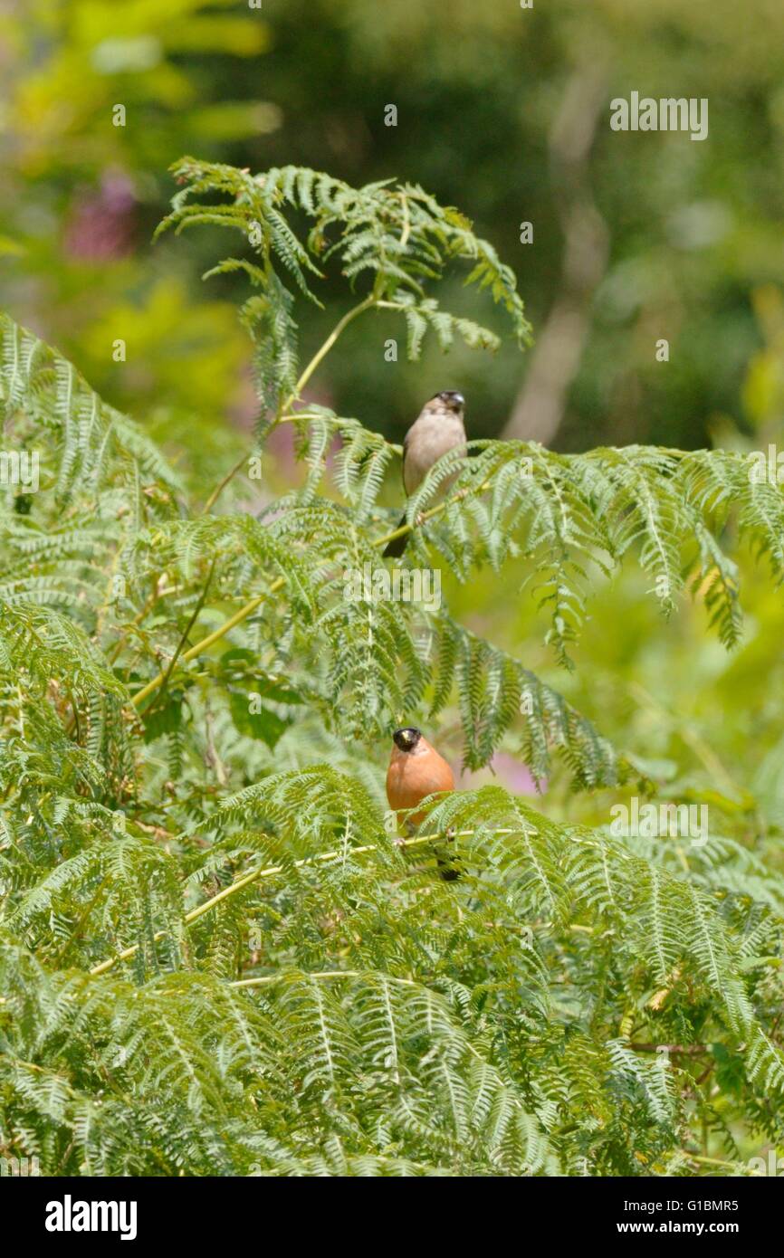 Maschio e femmina, Bullfinches Pyrrhula pyrrhula in Bracken, Wales, Regno Unito. Foto Stock