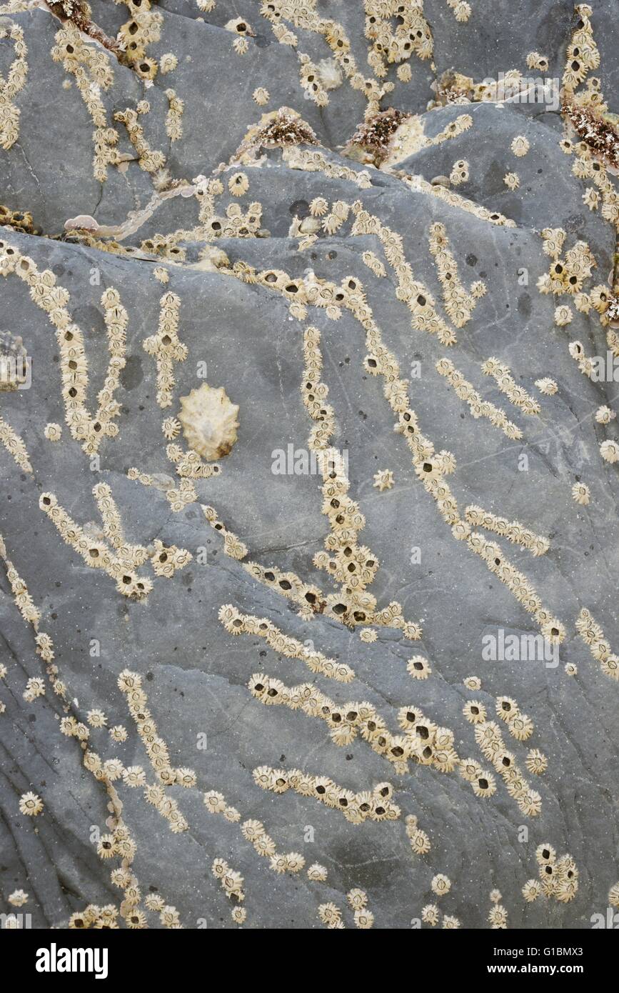 Acorn Barnacle Semibalanus balanoides riuniti in linee su una roccia a bassa marea, Wales, Regno Unito Foto Stock