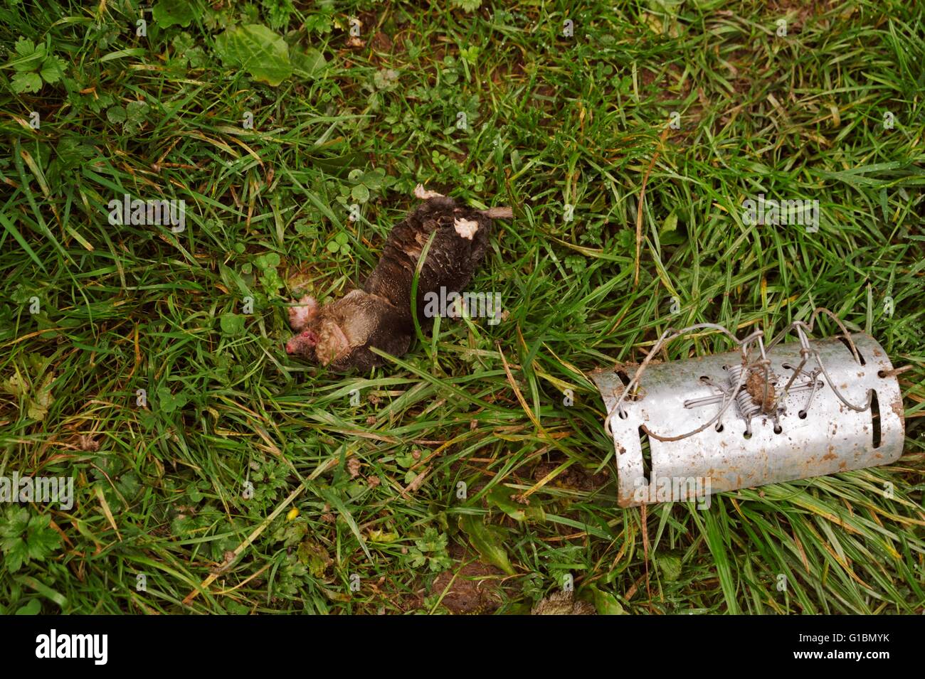 Unione Mole, Talpa europaea, morti dopo la cattura in una molla trappola posizionata nel percorso sotterraneo, Wales, Regno Unito Foto Stock