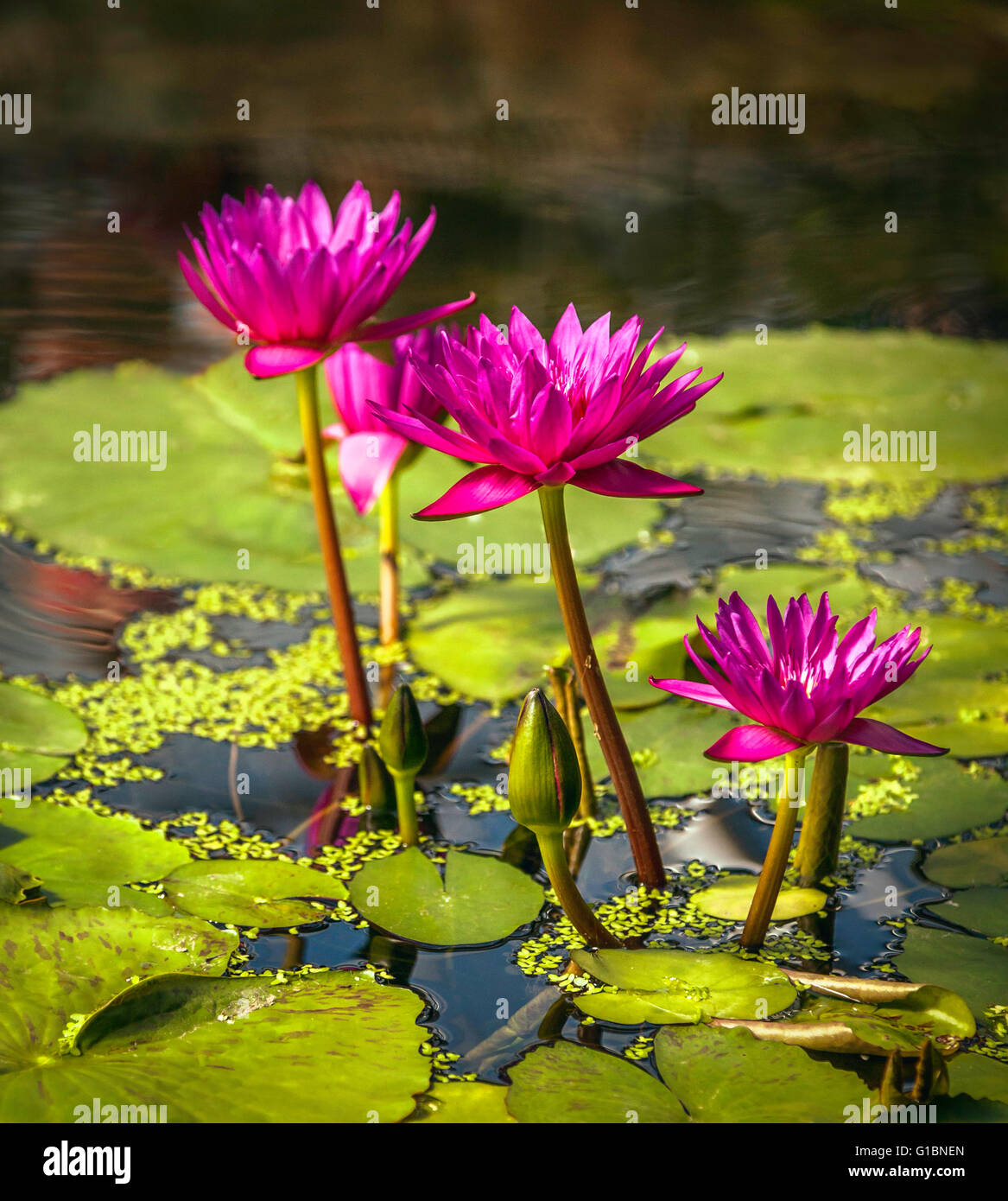Una chiusura del waterlilies viola e Lily Pad su un laghetto. Foto Stock