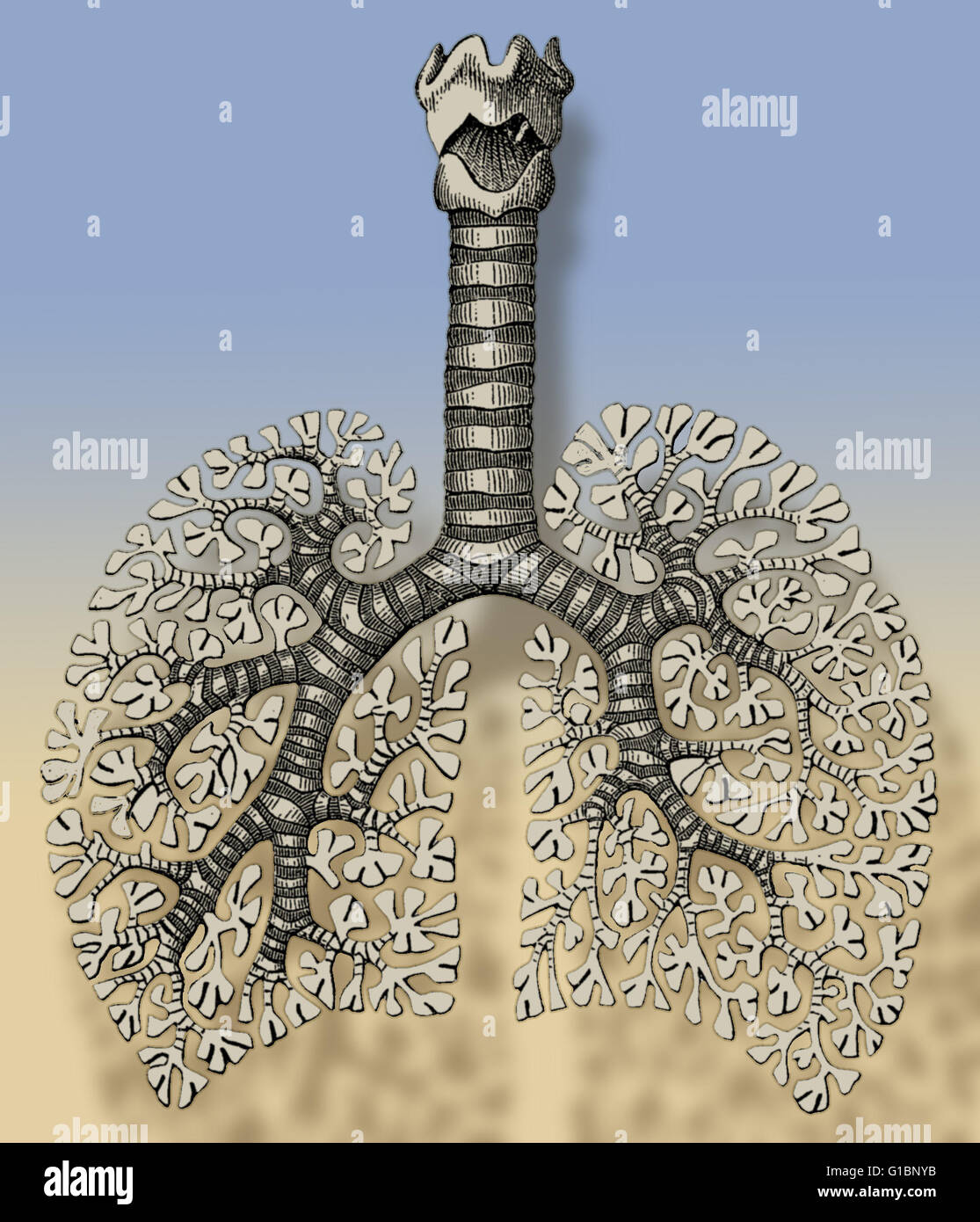 Illustrazione dei percorsi del polmone umano. La colonna verticale è la trachea, i suoi grandi propaggini sono i bronchi e i piccoli vasi che sono gli alveoli. Foto Stock