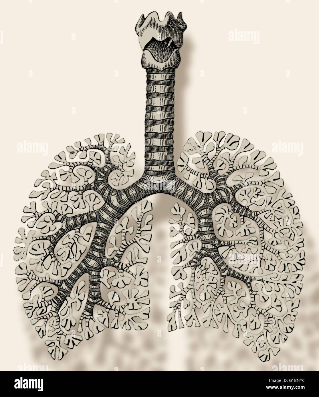 Illustrazione dei percorsi del polmone umano. La colonna verticale è la trachea, i suoi grandi propaggini sono i bronchi e i piccoli vasi che sono gli alveoli. Foto Stock