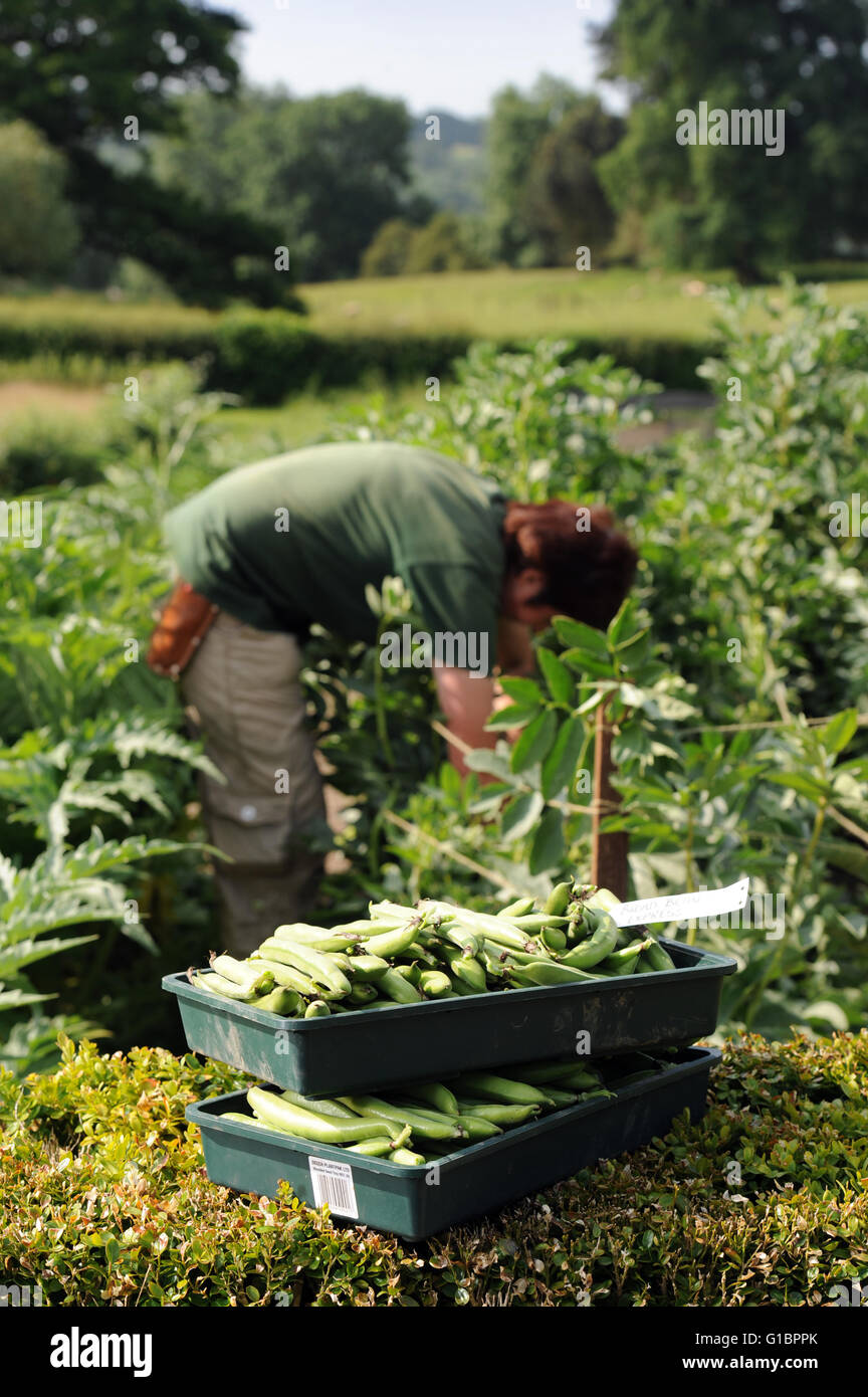 Un giardiniere la raccolta di fave in un giardino WORCESTERSHIRE REGNO UNITO Foto Stock