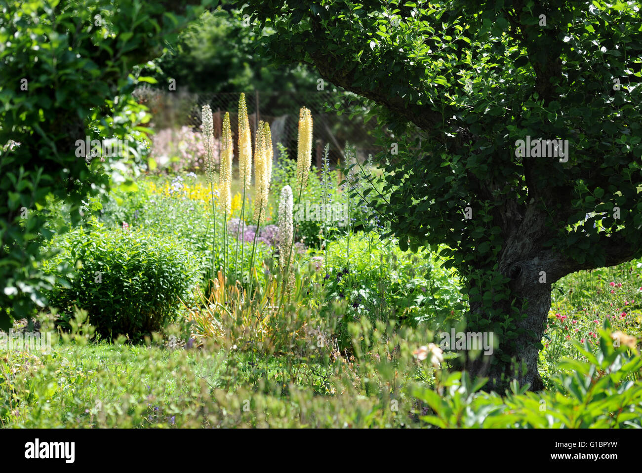 Eremurus o di coda di volpe gigli che crescono in un giardino inglese, REGNO UNITO Foto Stock