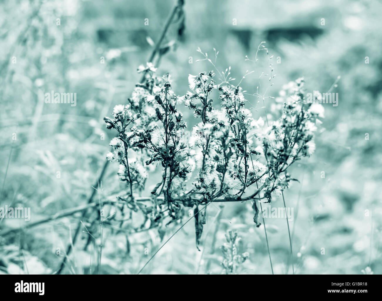 Nizza autunno asciutto erba in grigio-toni blu Foto Stock