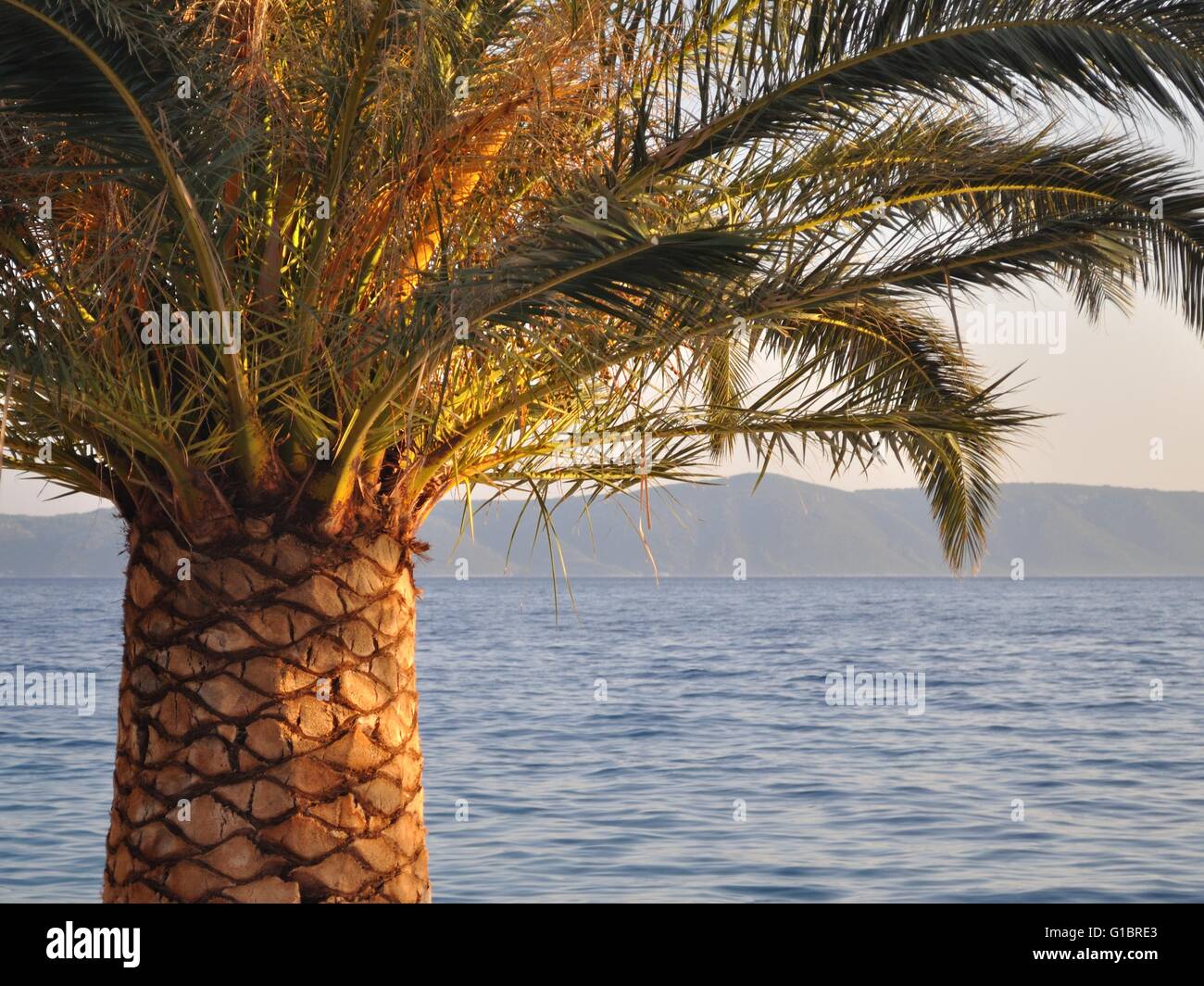 Palm Tree sul lato sinistro di immagine con il mare adriatico sullo sfondo. Podgora, Croazia Foto Stock