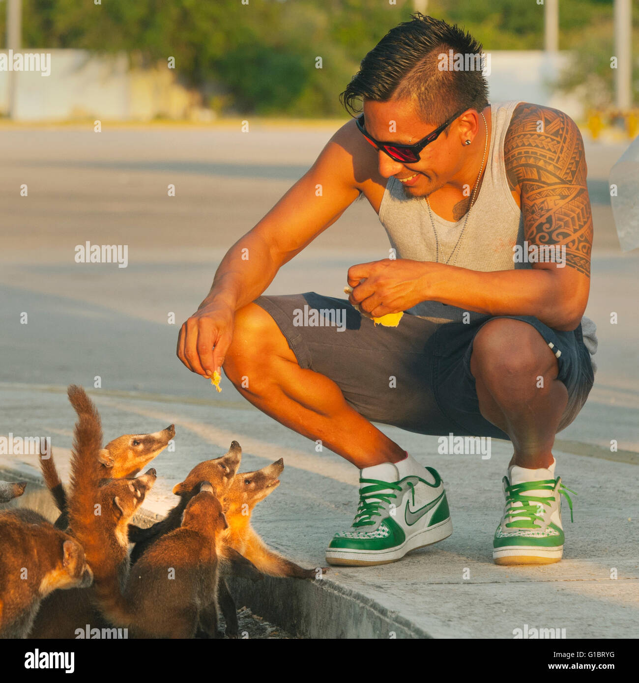 Alimentazione di Cozumel Coati (Nasua nelsoni) endemiche, specie gravemente minacciate, Isola di Cozumel, Messico Foto Stock