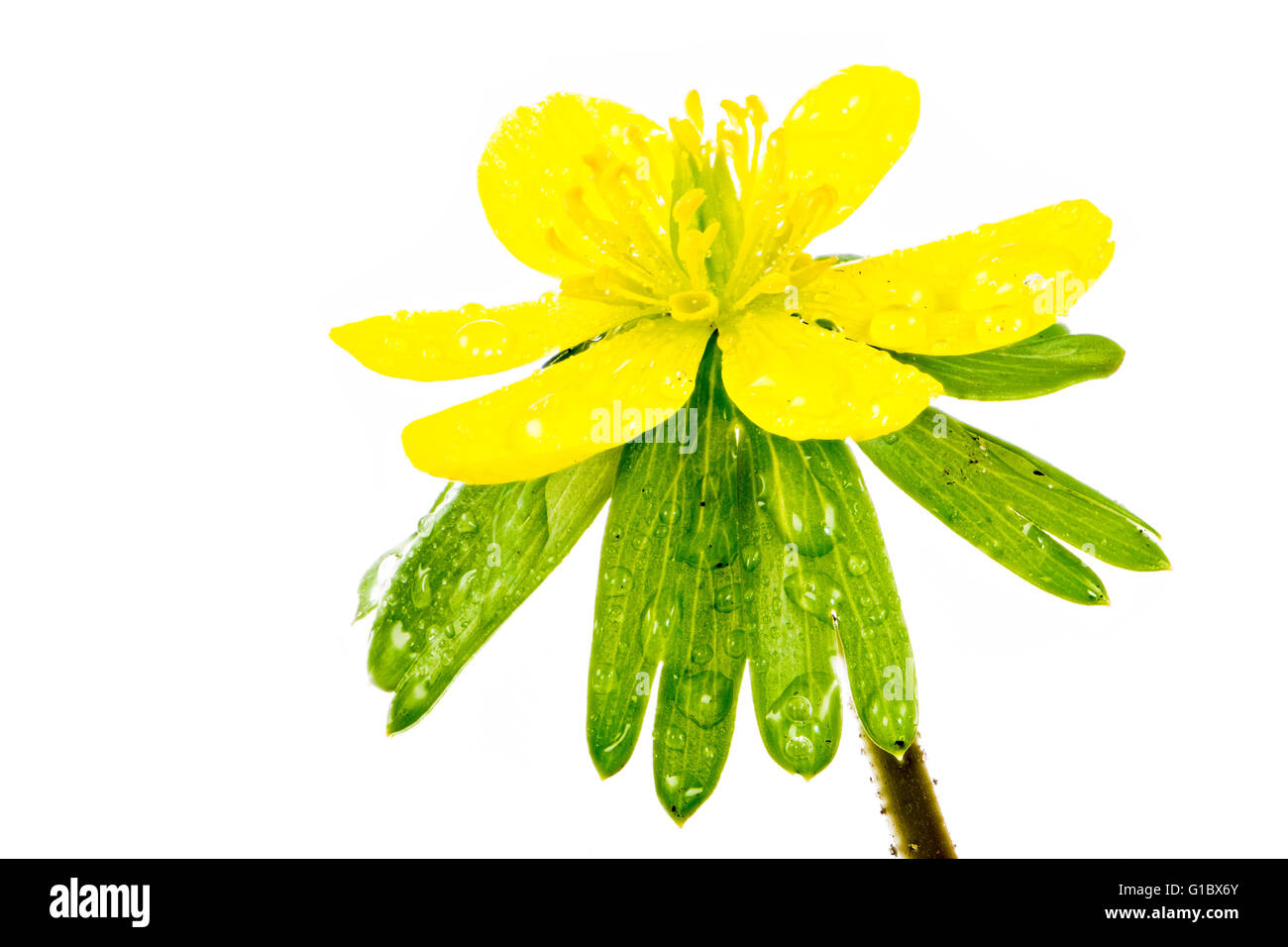 Isolato umido giallo fiore di inverno aconitum fiore (Eranthis hyemalis) Foto Stock