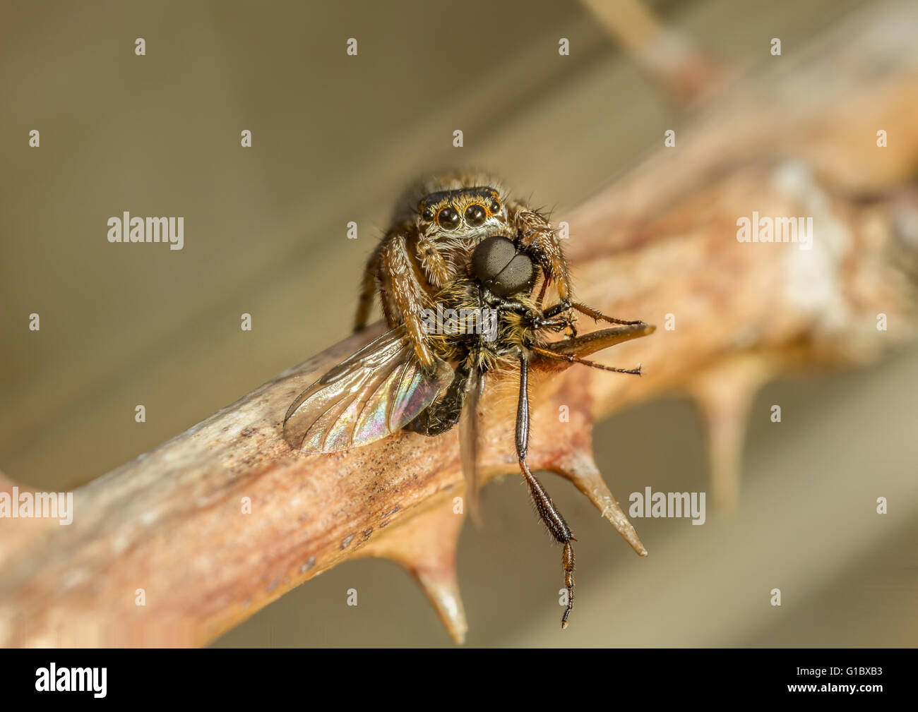 Evarcha falcata jumping spider caccia su dead rovo, con specie Bibio fly preda Foto Stock