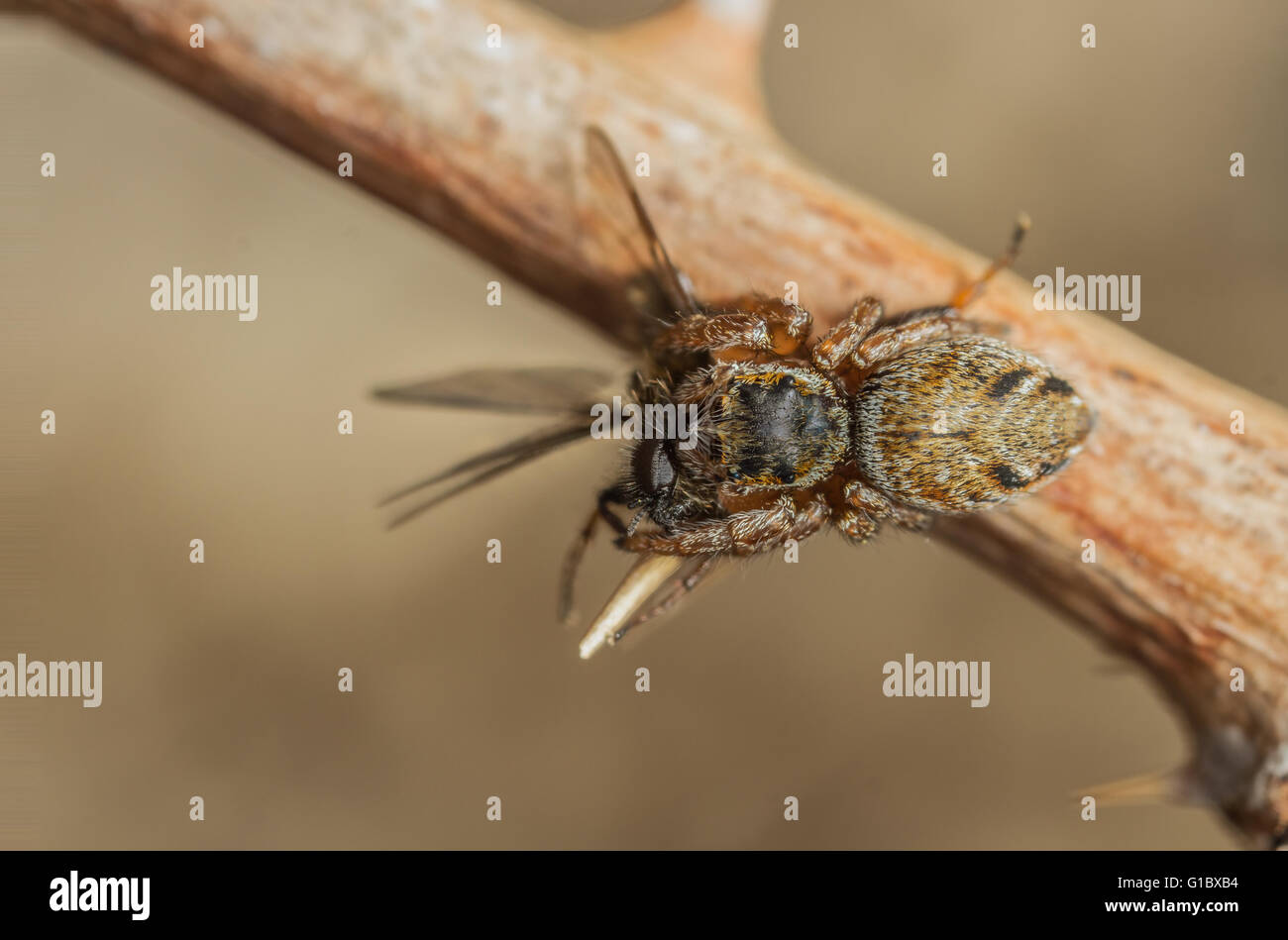 Evarcha falcata jumping spider caccia su dead rovo Foto Stock