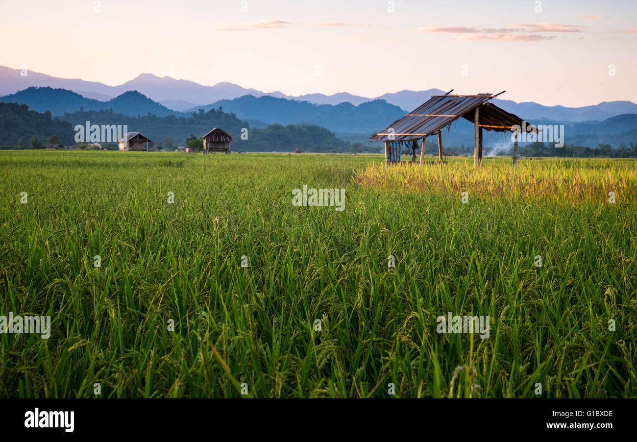 Crepuscolo sopra la le risaie a Luang Namtha, Nord del Laos Foto Stock