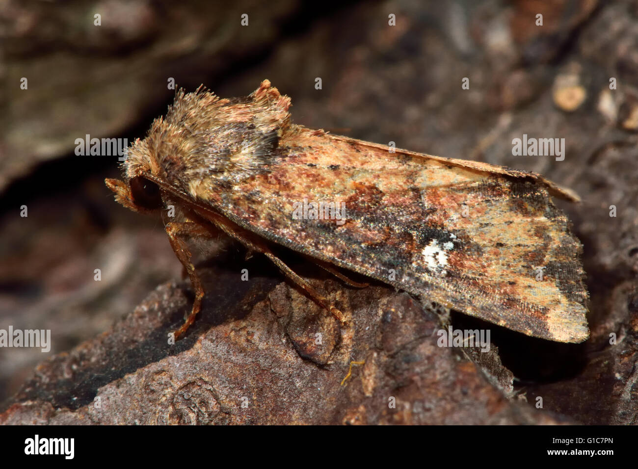 Rustico comune tignola (Mesapamea secalis). British insetto in famiglia Noctuidae, la più grande famiglia britannica di falene Foto Stock