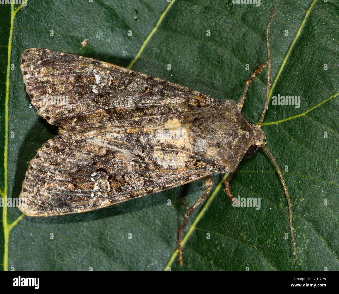 Cavolo tarma tarma (Mamestra brassicae). British insetto in famiglia Noctuidae, la più grande famiglia britannica di falene Foto Stock