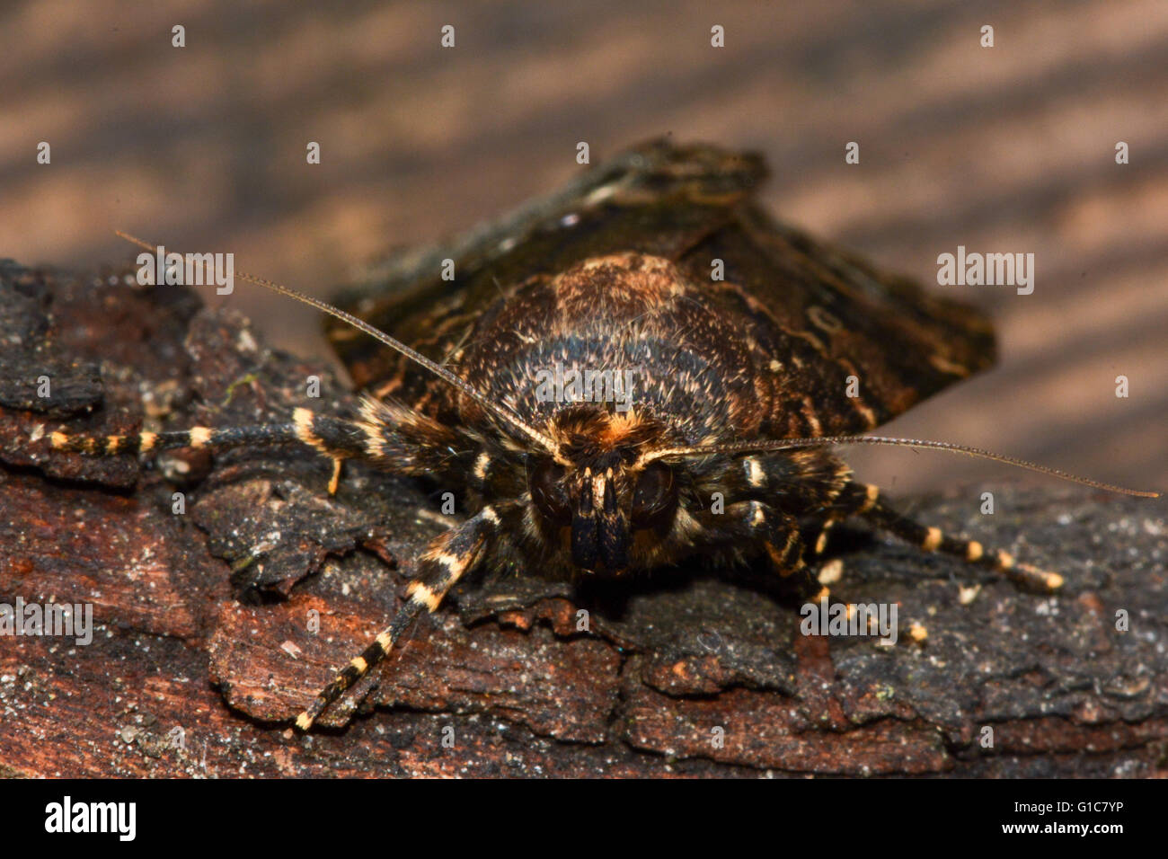 Svensson in rame della falena underwing (Amphipyra berbera). British insetto in famiglia Noctuidae Foto Stock