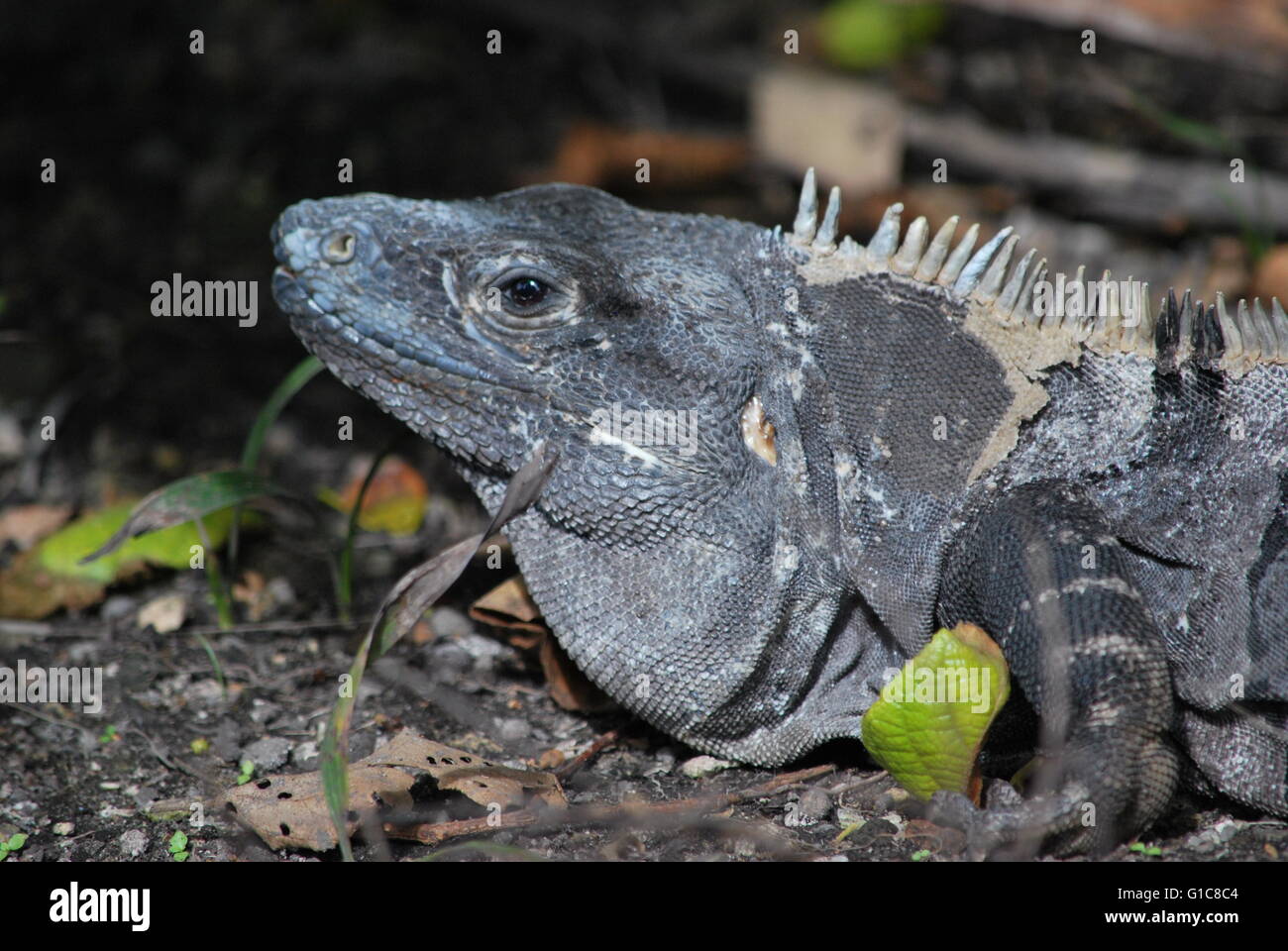 Iguana presso le rovine di Tulum vicino a Playa del Carmen, Messico Foto Stock