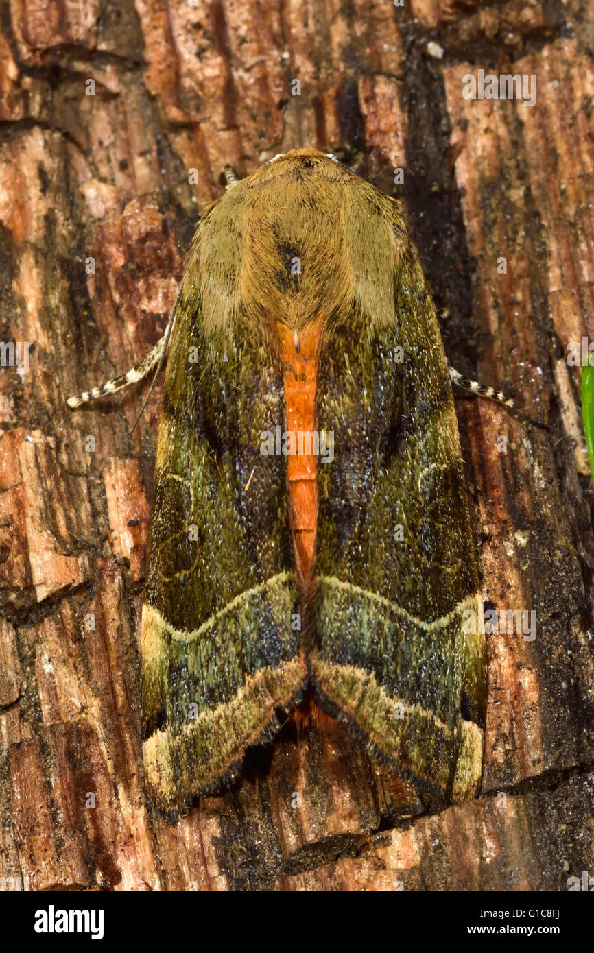 Ampio bordato di giallo falena underwing (Noctua fimbriata). British insetto in famiglia Noctuidae Foto Stock