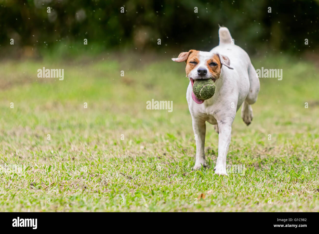 Jack Russell Terrier che corre verso la telecamera con una palla da tennis nella sua bocca Foto Stock