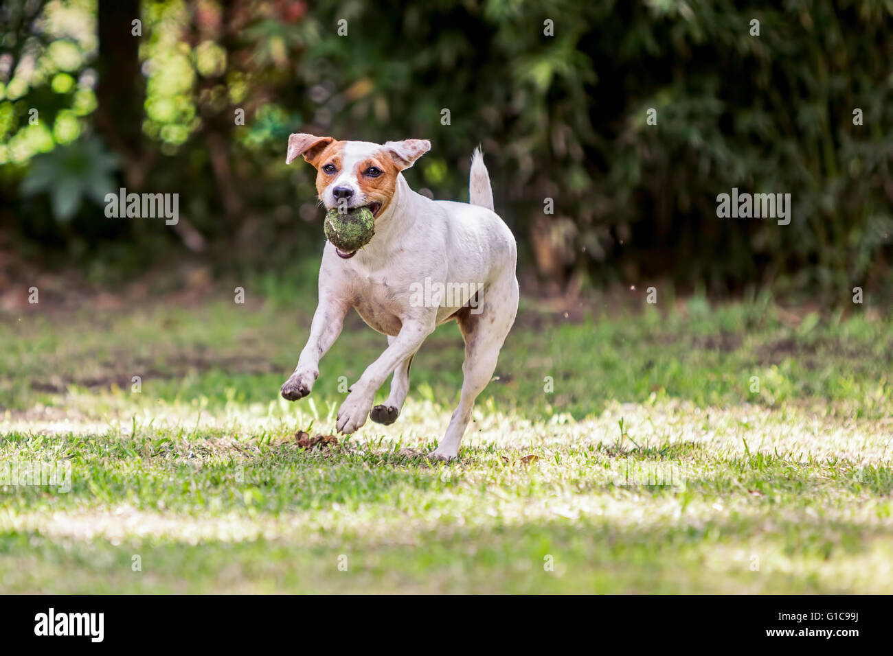 Giocoso Jack Russell Terrier cane giocando con una palla da tennis Foto Stock