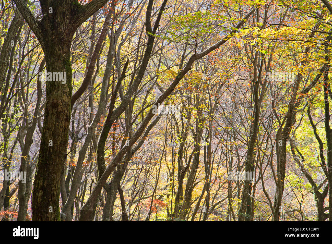 Colori autunnali in Hallasan Parco Nazionale Foto Stock